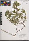 Foto von Salix cinerea L. x Salix repens L.